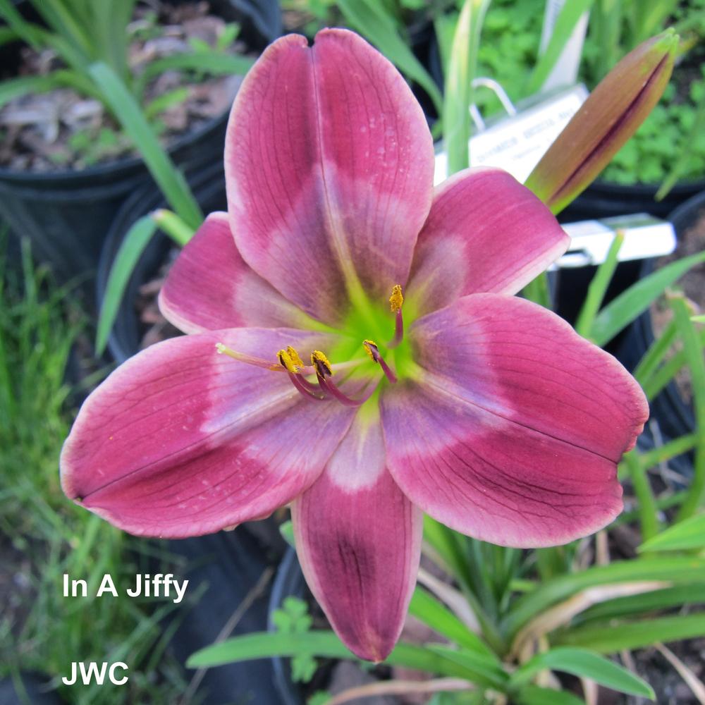 Photo of Daylily (Hemerocallis 'In a Jiffy') uploaded by JWWC
