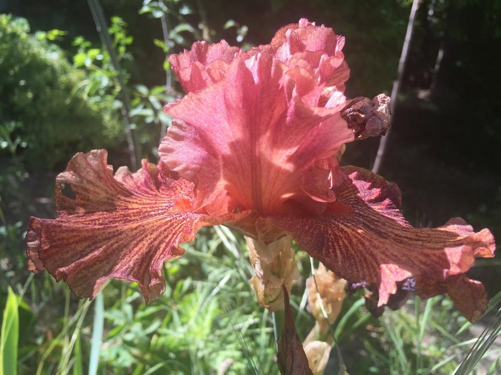 Photo of Tall Bearded Iris (Iris 'Abstract Art') uploaded by SpringGreenThumb
