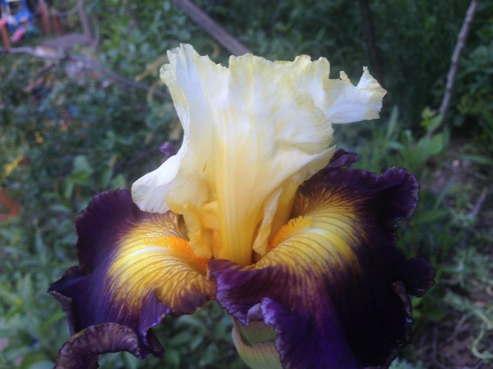 Photo of Tall Bearded Iris (Iris 'Fusion') uploaded by SpringGreenThumb