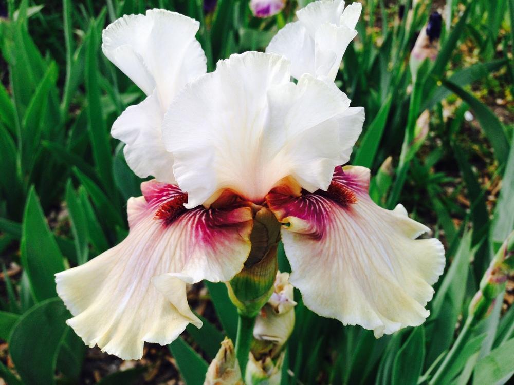 Photo of Tall Bearded Iris (Iris 'Guatemala') uploaded by SpringGreenThumb