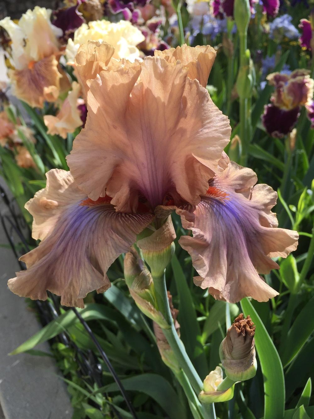 Photo of Tall Bearded Iris (Iris 'Coffee Trader') uploaded by SpringGreenThumb