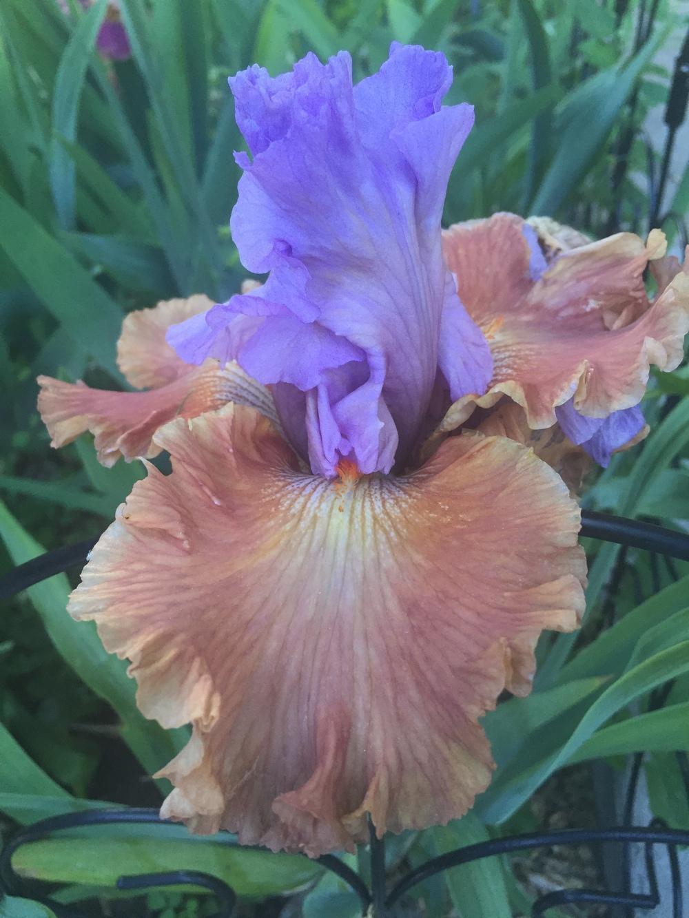 Photo of Tall Bearded Iris (Iris 'Adoree') uploaded by SpringGreenThumb