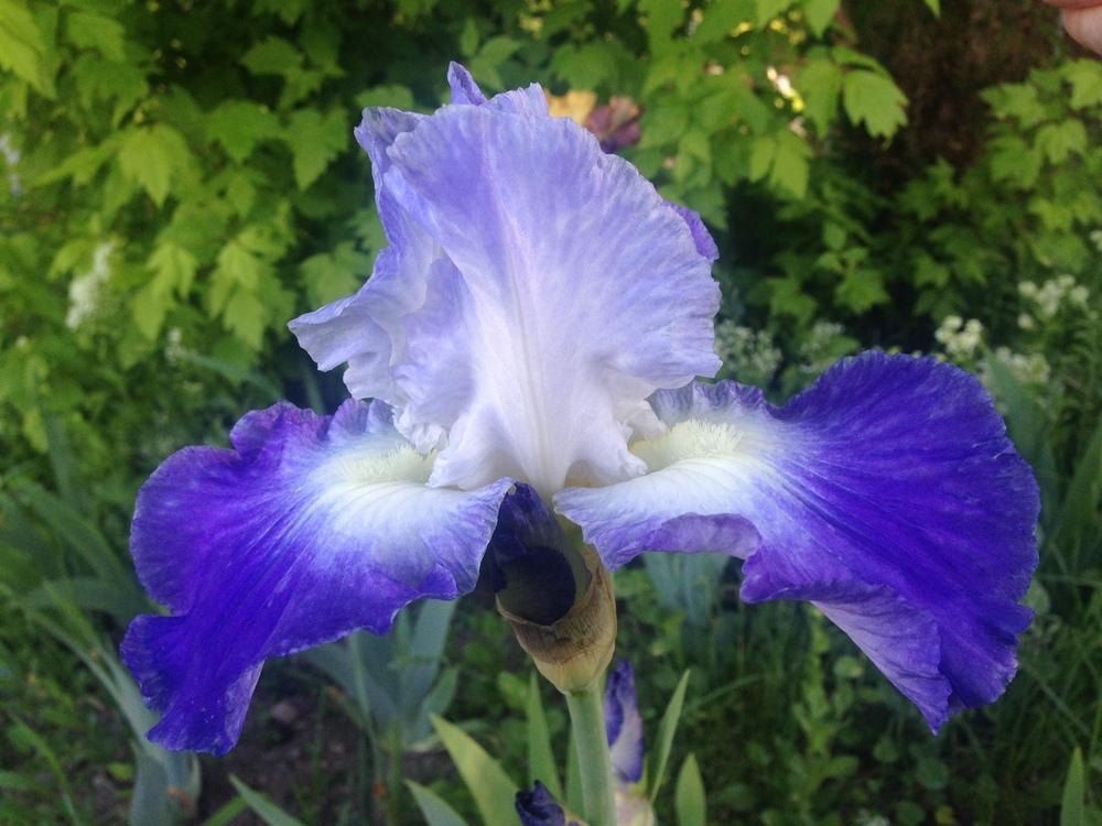 Photo of Tall Bearded Iris (Iris 'Clarence') uploaded by SpringGreenThumb