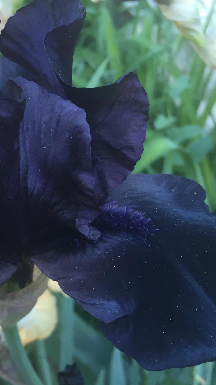 Photo of Tall Bearded Iris (Iris 'Total Darkness') uploaded by SpringGreenThumb
