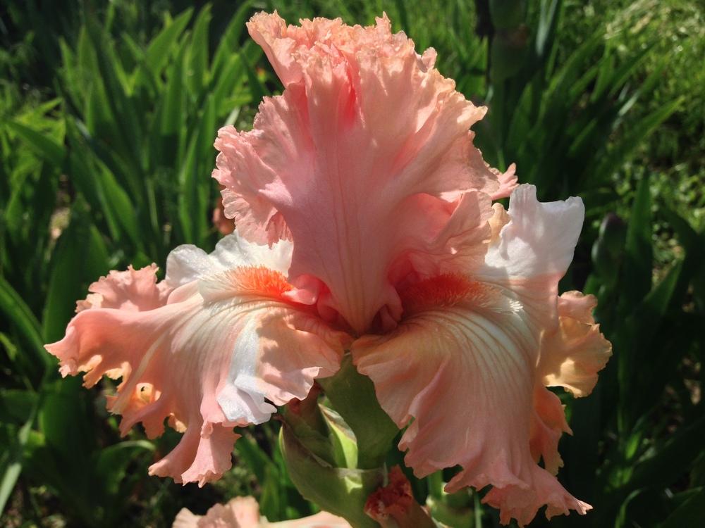Photo of Tall Bearded Iris (Iris 'Broken Dreams') uploaded by SpringGreenThumb
