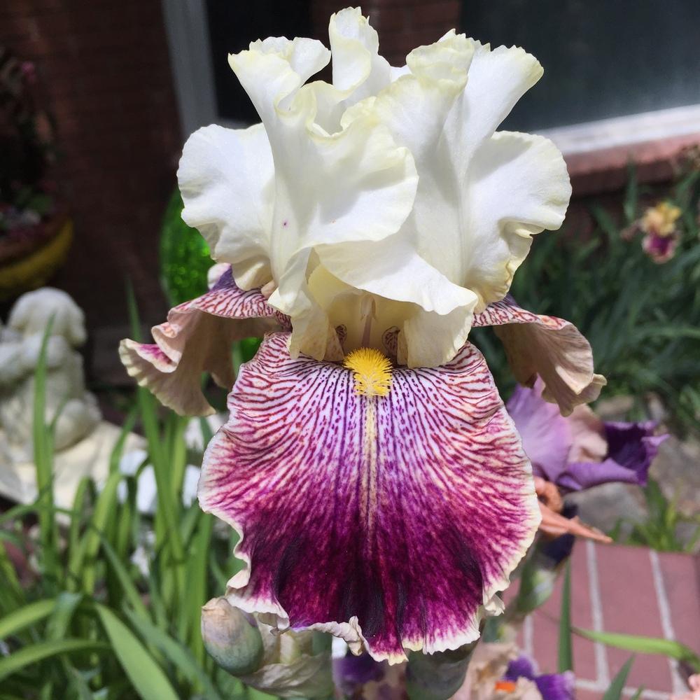 Photo of Tall Bearded Iris (Iris 'Sordid Lives') uploaded by SpringGreenThumb