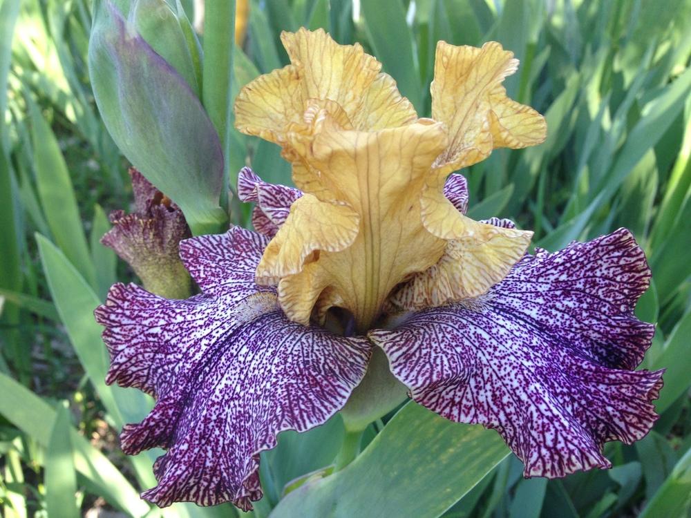 Photo of Tall Bearded Iris (Iris 'Temporal Anomaly') uploaded by SpringGreenThumb
