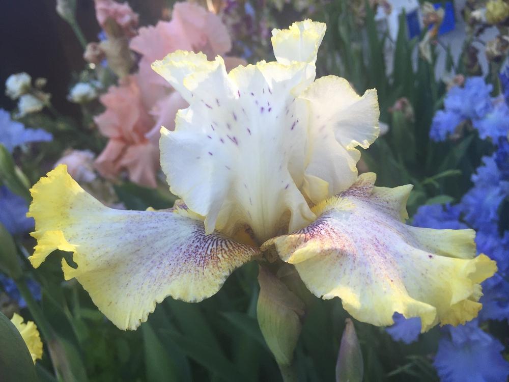 Photo of Tall Bearded Iris (Iris 'Ring Around Rosie') uploaded by SpringGreenThumb