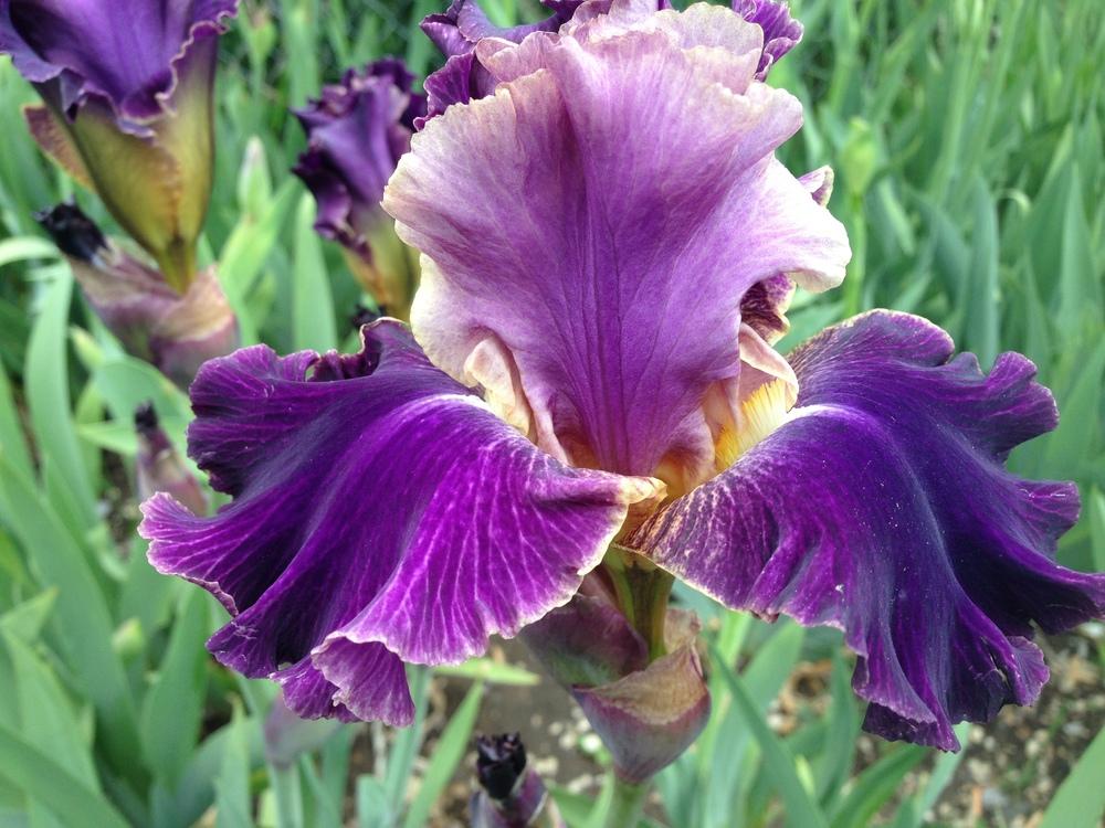 Photo of Tall Bearded Iris (Iris 'Lip Service') uploaded by SpringGreenThumb