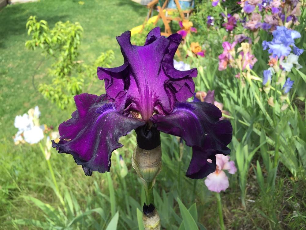 Photo of Tall Bearded Iris (Iris 'Diabolique') uploaded by SpringGreenThumb