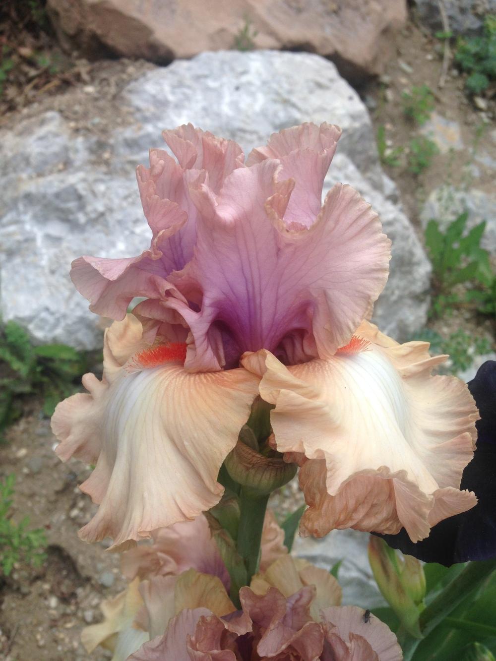 Photo of Tall Bearded Iris (Iris 'Bel Esprit') uploaded by SpringGreenThumb
