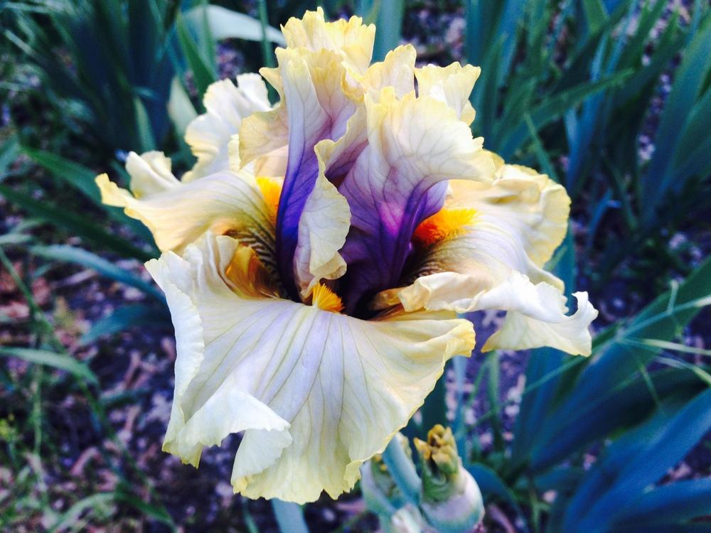 Photo of Tall Bearded Iris (Iris 'Secret Rites') uploaded by SpringGreenThumb