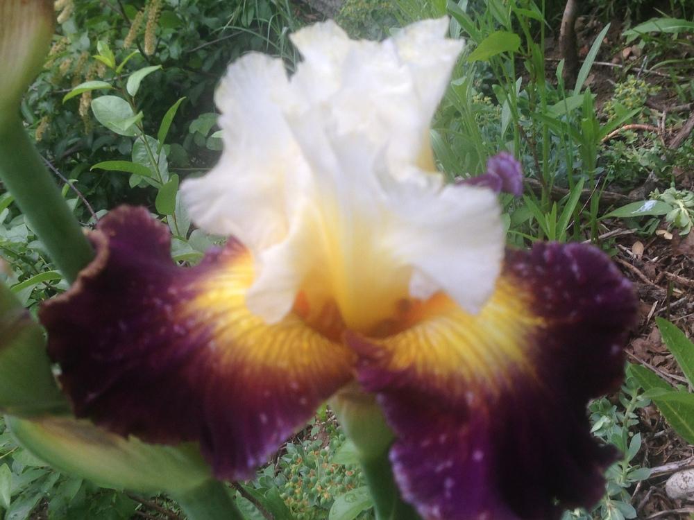 Photo of Tall Bearded Iris (Iris 'Fusion') uploaded by SpringGreenThumb