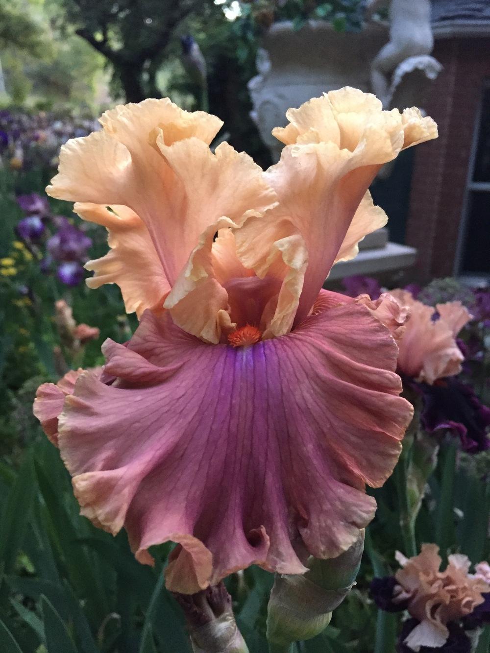 Photo of Tall Bearded Iris (Iris 'Glamazon') uploaded by SpringGreenThumb