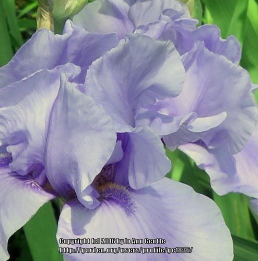 Photo of Tall Bearded Iris (Iris 'Codicil') uploaded by ge1836