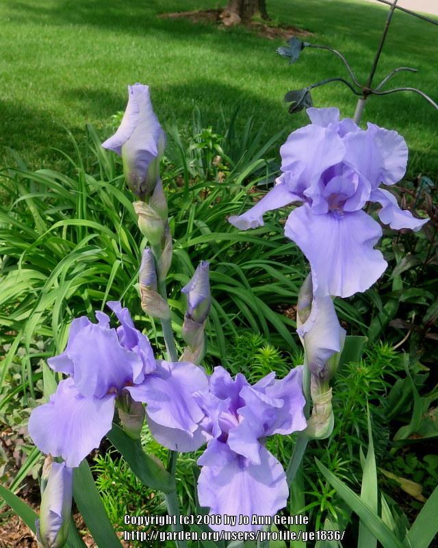 Photo of Tall Bearded Iris (Iris 'Codicil') uploaded by ge1836