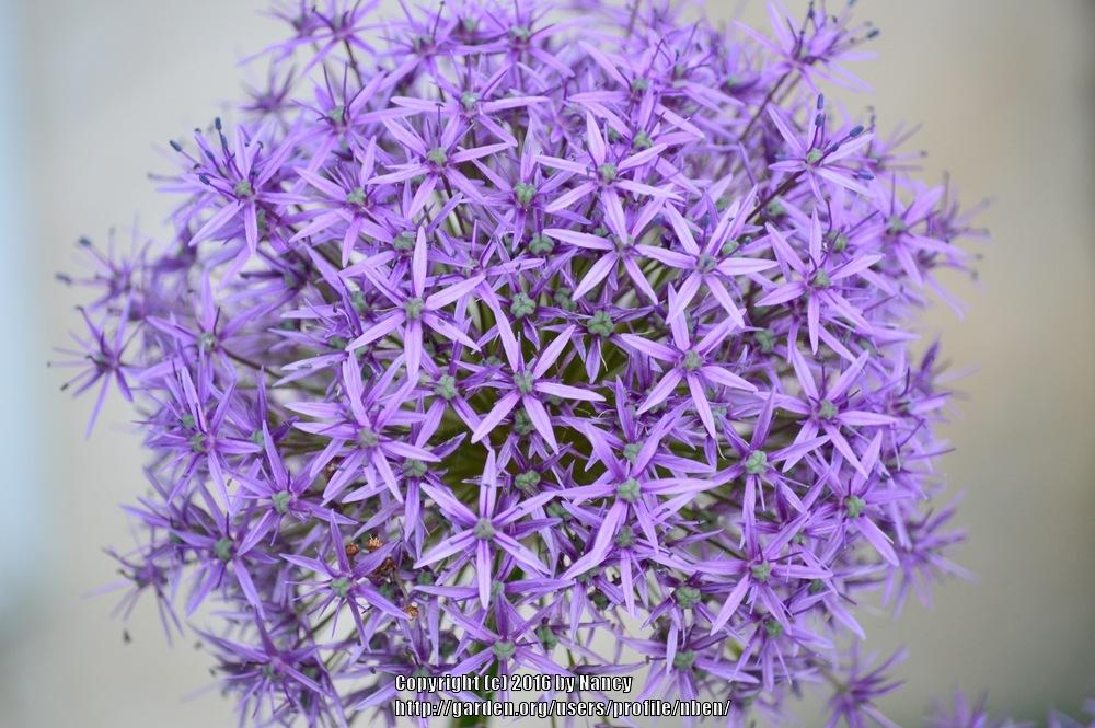 Photo of Stars of Persia (Allium cristophii) uploaded by nben