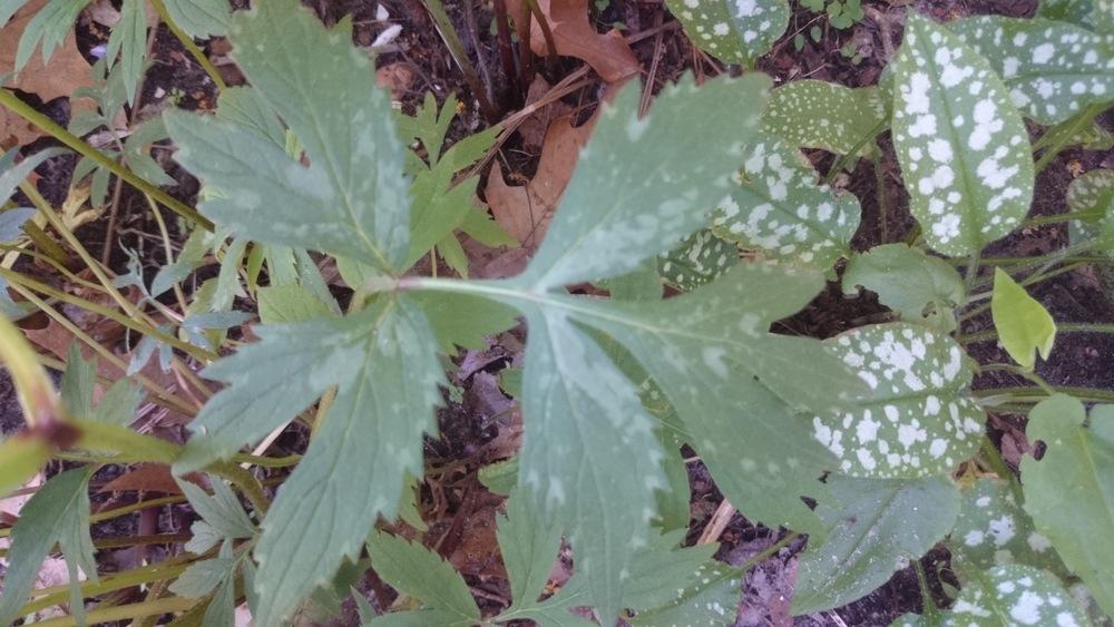 Photo of Virginia Waterleaf (Hydrophyllum virginianum) uploaded by seedrat