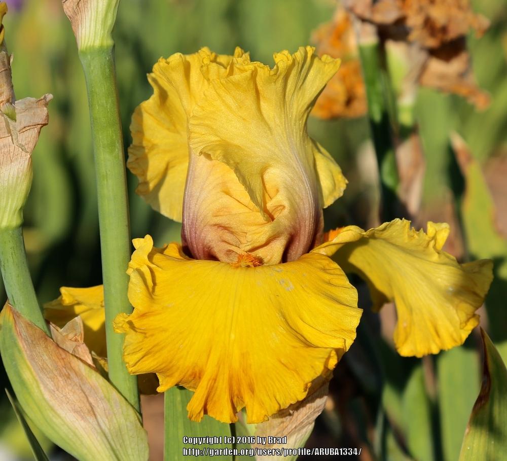 Photo of Tall Bearded Iris (Iris 'Gathering Gold') uploaded by ARUBA1334