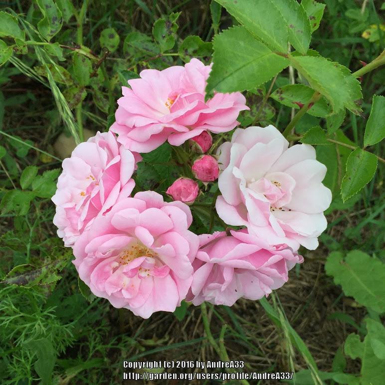 Photo of Rose (Rosa 'Pois de Senteur') uploaded by AndreA33