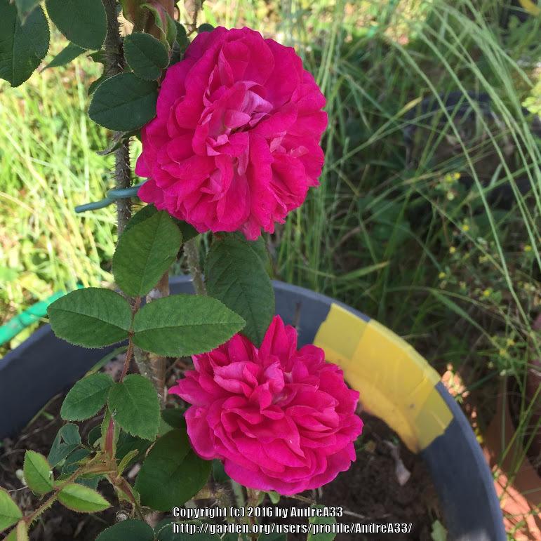 Photo of Rose (Rosa 'Laneii') uploaded by AndreA33