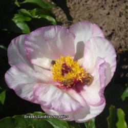 
Photo courtesy of Brooks Gardens Peonies. Used with permission.