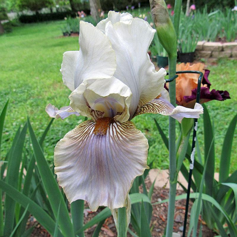 Photo of Tall Bearded Iris (Iris 'Green and Gifted') uploaded by Lestv
