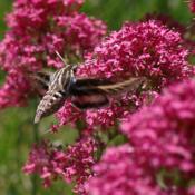 w/Hyles lineata #Pollination