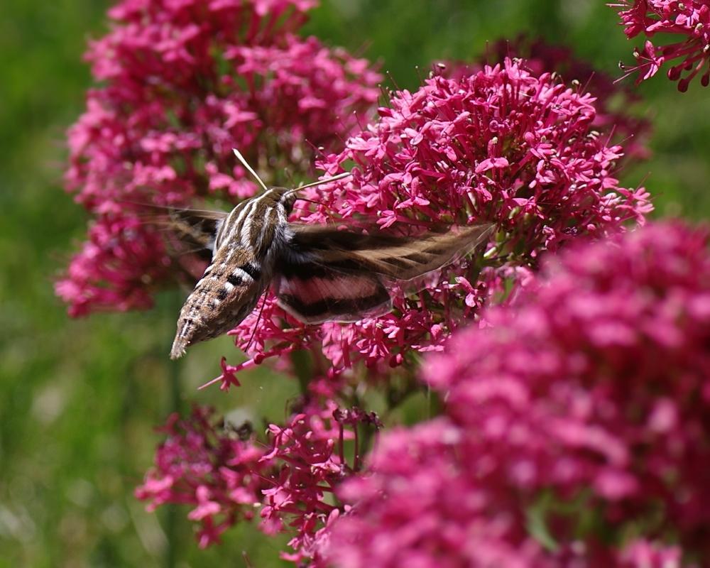 Photo of Red Valerian (Centranthus ruber 'Coccineus') uploaded by dirtdorphins
