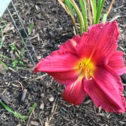 Location: My zone 5 garden
Date: 2016-06-05
This is the very 2nd bloom and I just got this plant and planted 