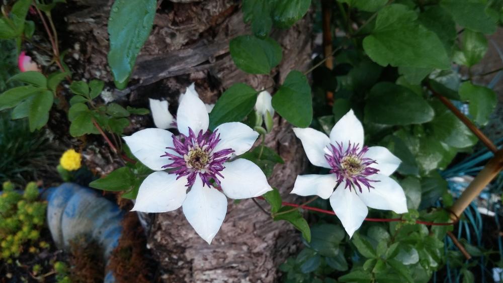 Photo of Clematis (Clematis florida 'Sieboldii') uploaded by plantcollector