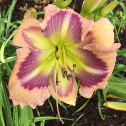 Location: My garden in Warrenville, SC
Date: 2016-06-04
First flower open in my garden