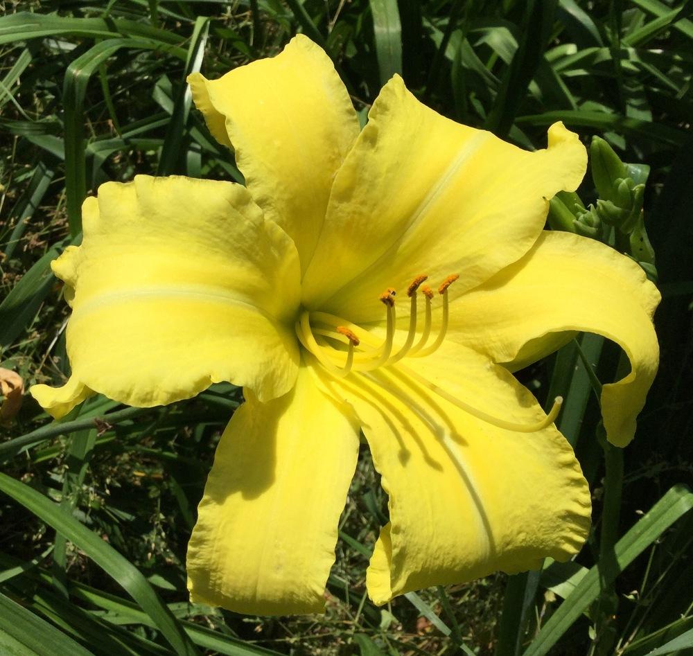 Photo of Daylily (Hemerocallis 'Mister Butters') uploaded by scflowers