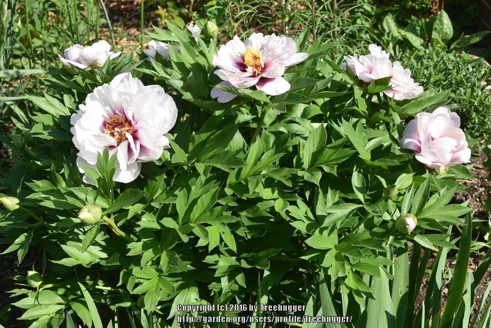 Photo of Itoh Peony (Paeonia 'Cora Louise') uploaded by treehugger