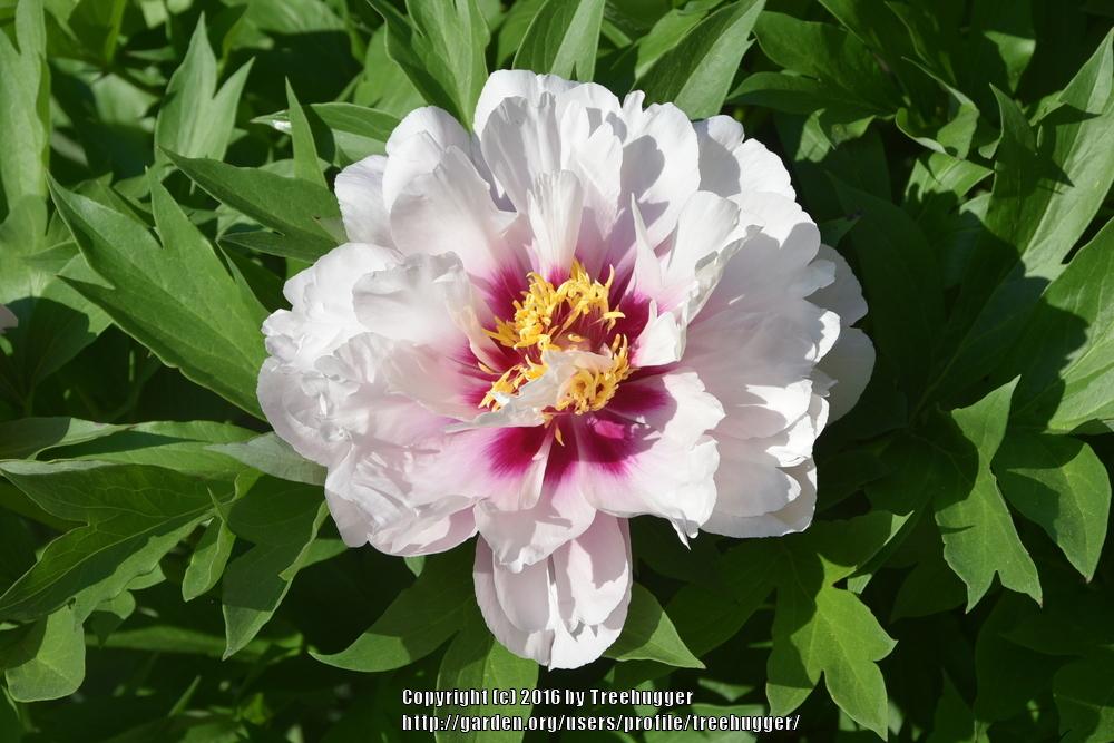 Photo of Itoh Peony (Paeonia 'Cora Louise') uploaded by treehugger