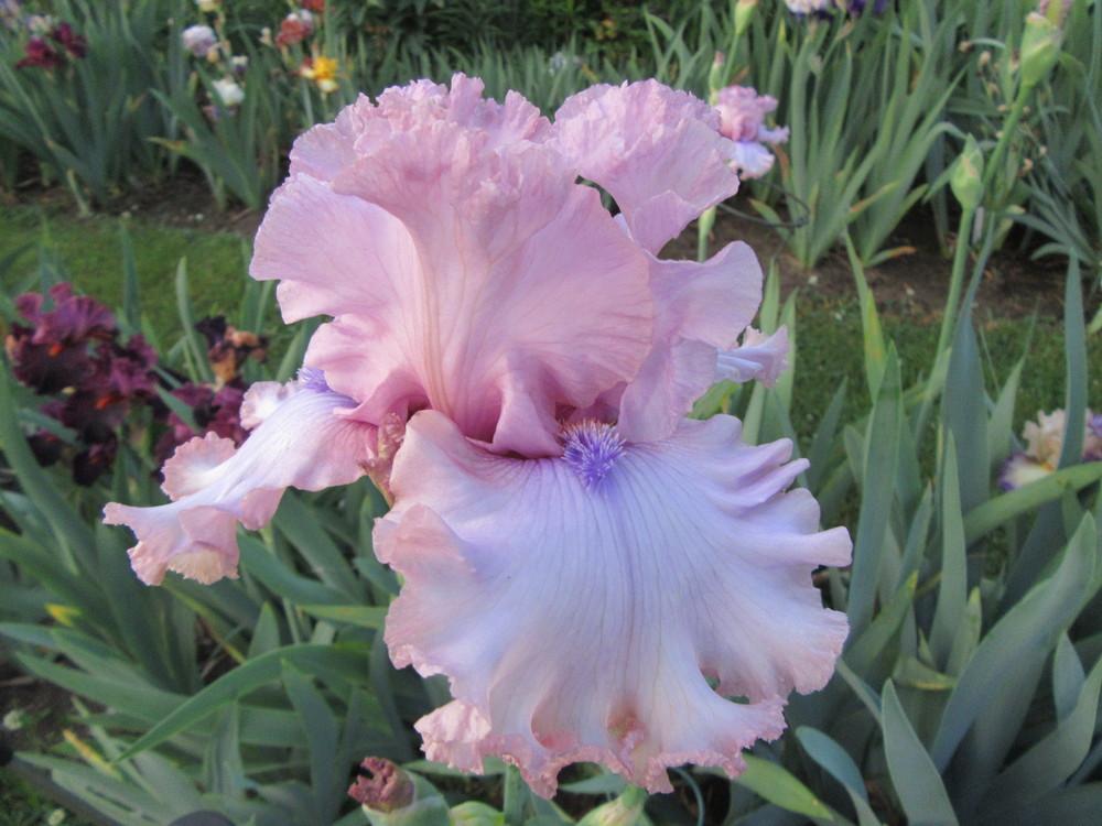 Photo of Tall Bearded Iris (Iris 'Don't Stop Believing') uploaded by tveguy3