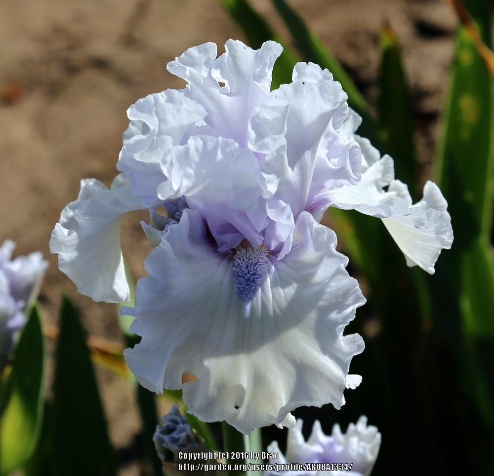 Photo of Tall Bearded Iris (Iris 'When Angels Sing') uploaded by ARUBA1334