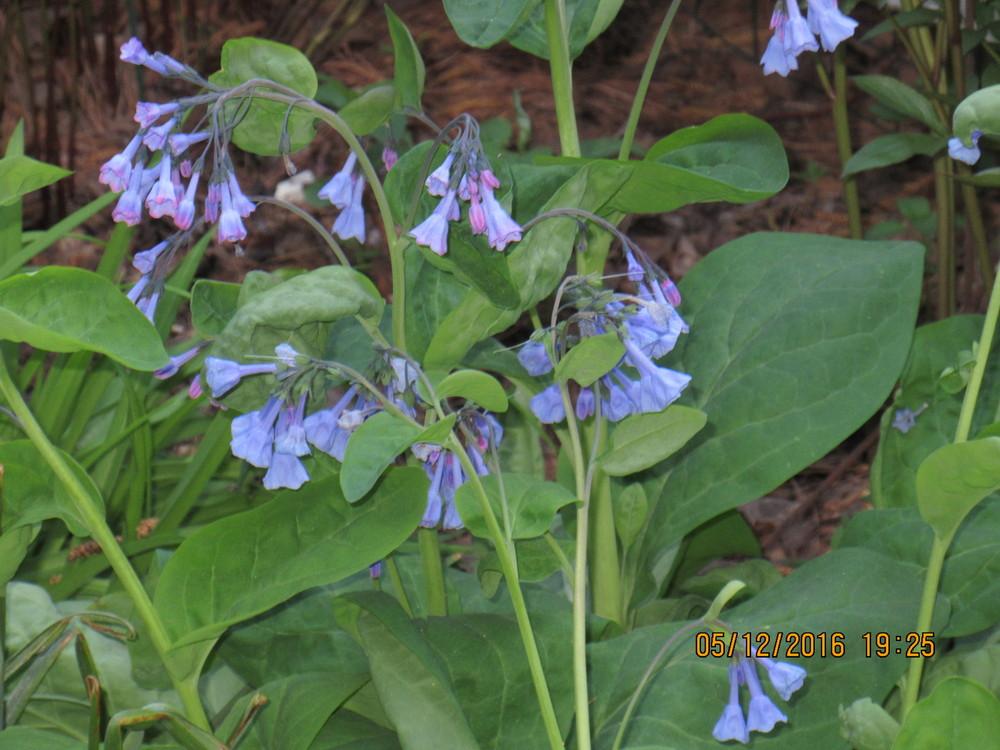 Photo of Virginia Bluebells (Mertensia virginica) uploaded by Cayuga