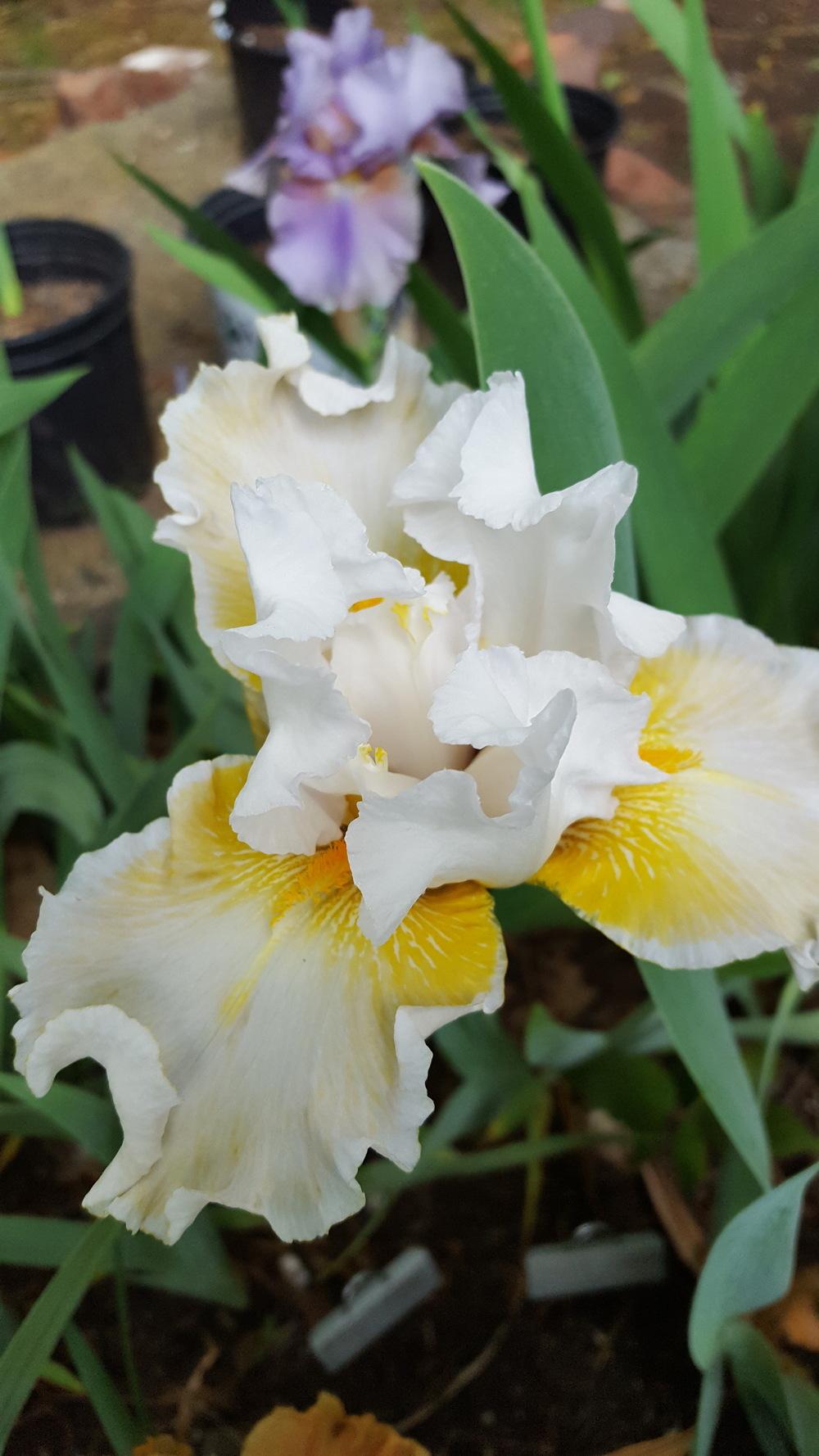 Photo of Tall Bearded Iris (Iris 'Fifty Is Nifty') uploaded by Dachsylady86