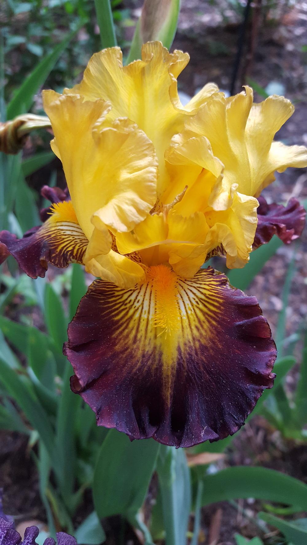 Photo of Tall Bearded Iris (Iris 'Aztec Art') uploaded by Dachsylady86
