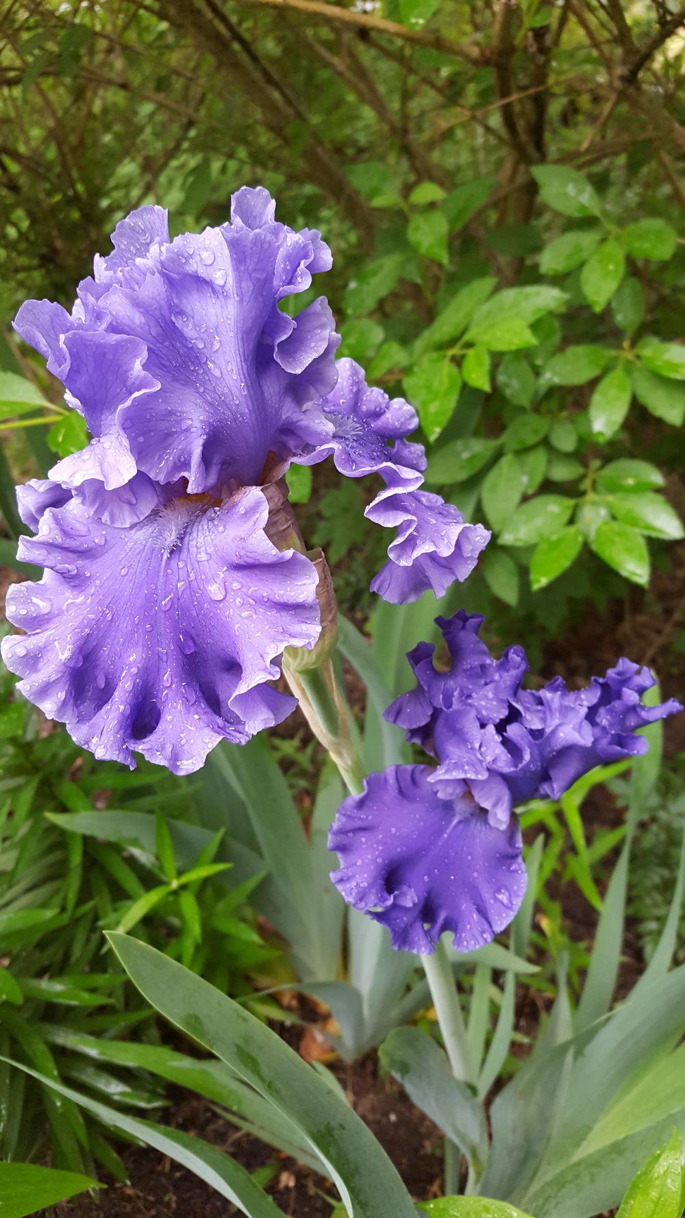 Photo of Tall Bearded Iris (Iris 'Sea Power') uploaded by Dachsylady86