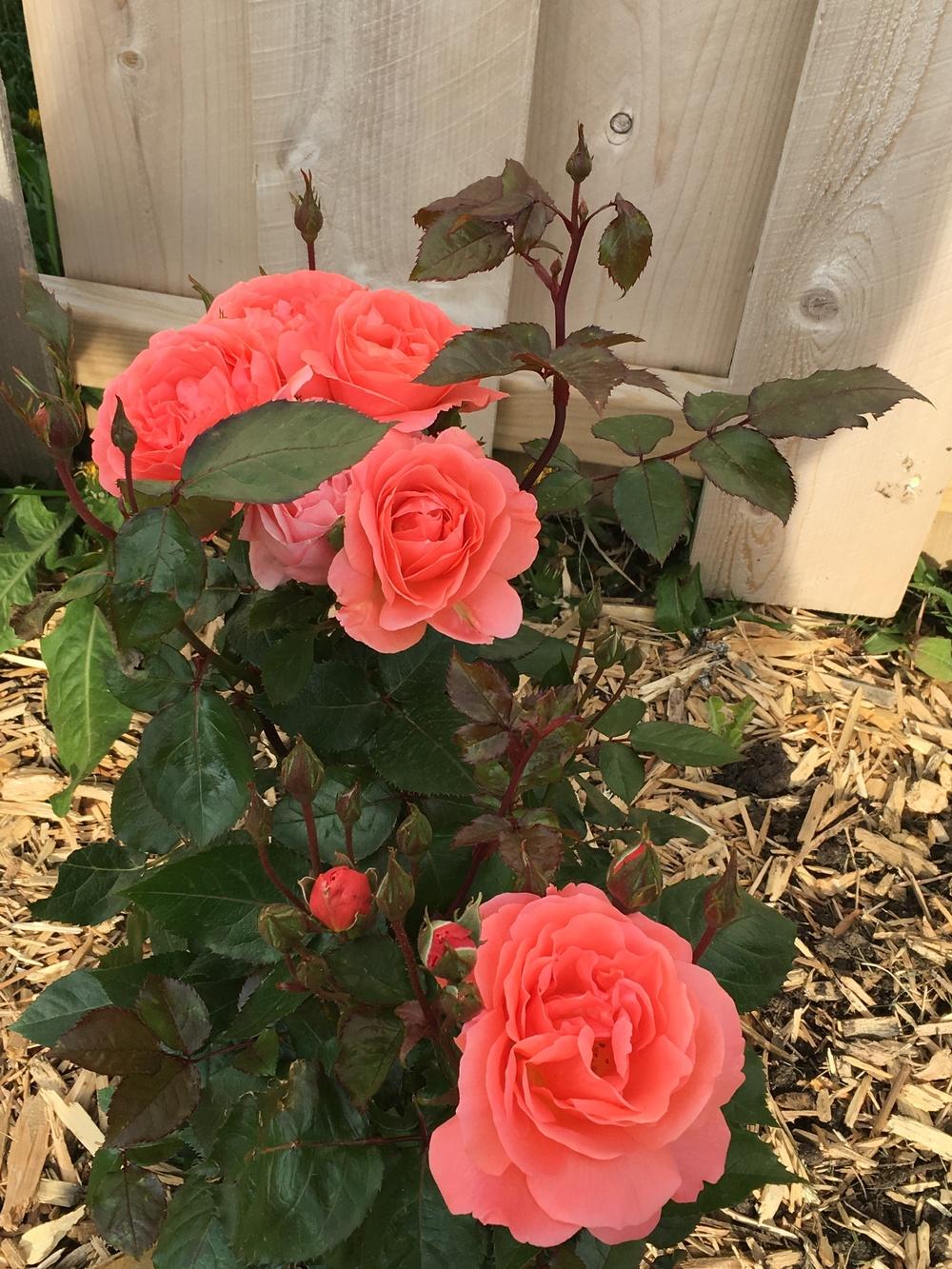 Photo of Rose (Rosa 'Sweet Fragrance') uploaded by Gardening_Adventure