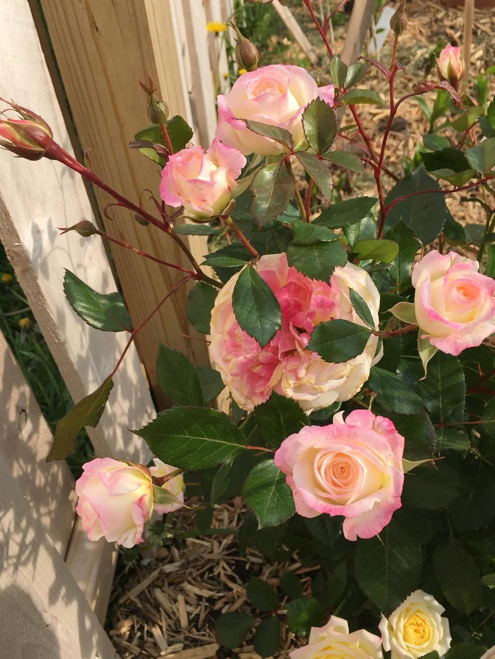 Photo of Rose (Rosa 'Music Box') uploaded by Gardening_Adventure