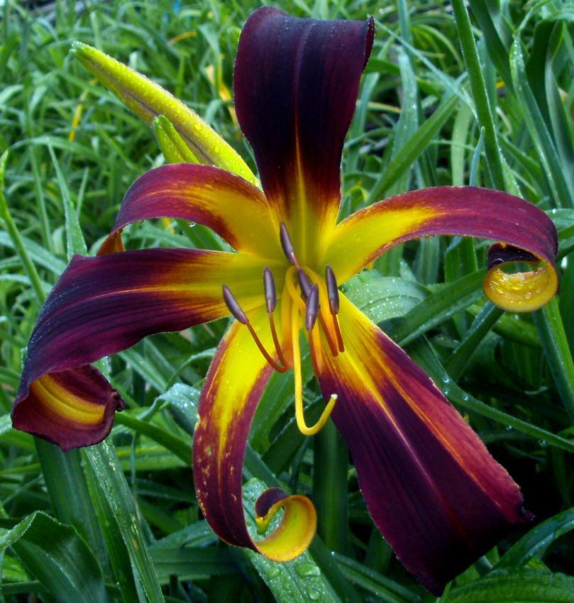 Photo of Daylily (Hemerocallis 'Dancing on Air') uploaded by Heart2Heart