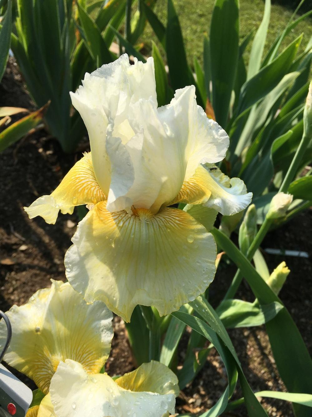 Photo of Tall Bearded Iris (Iris 'Melted Butter') uploaded by Misawa77