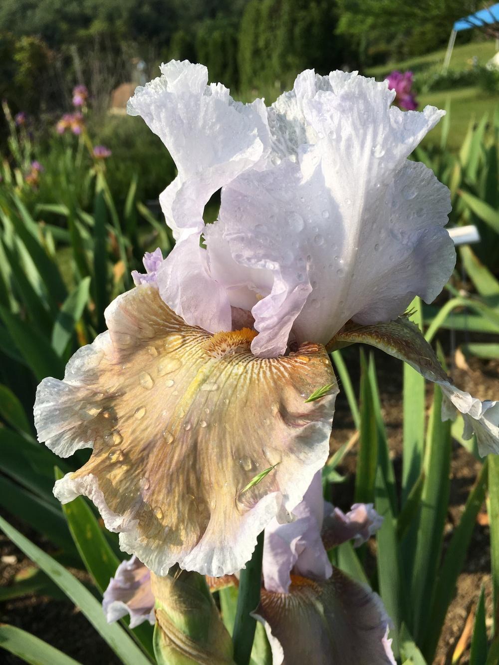 Photo of Tall Bearded Iris (Iris 'Celtic Dancer') uploaded by Misawa77
