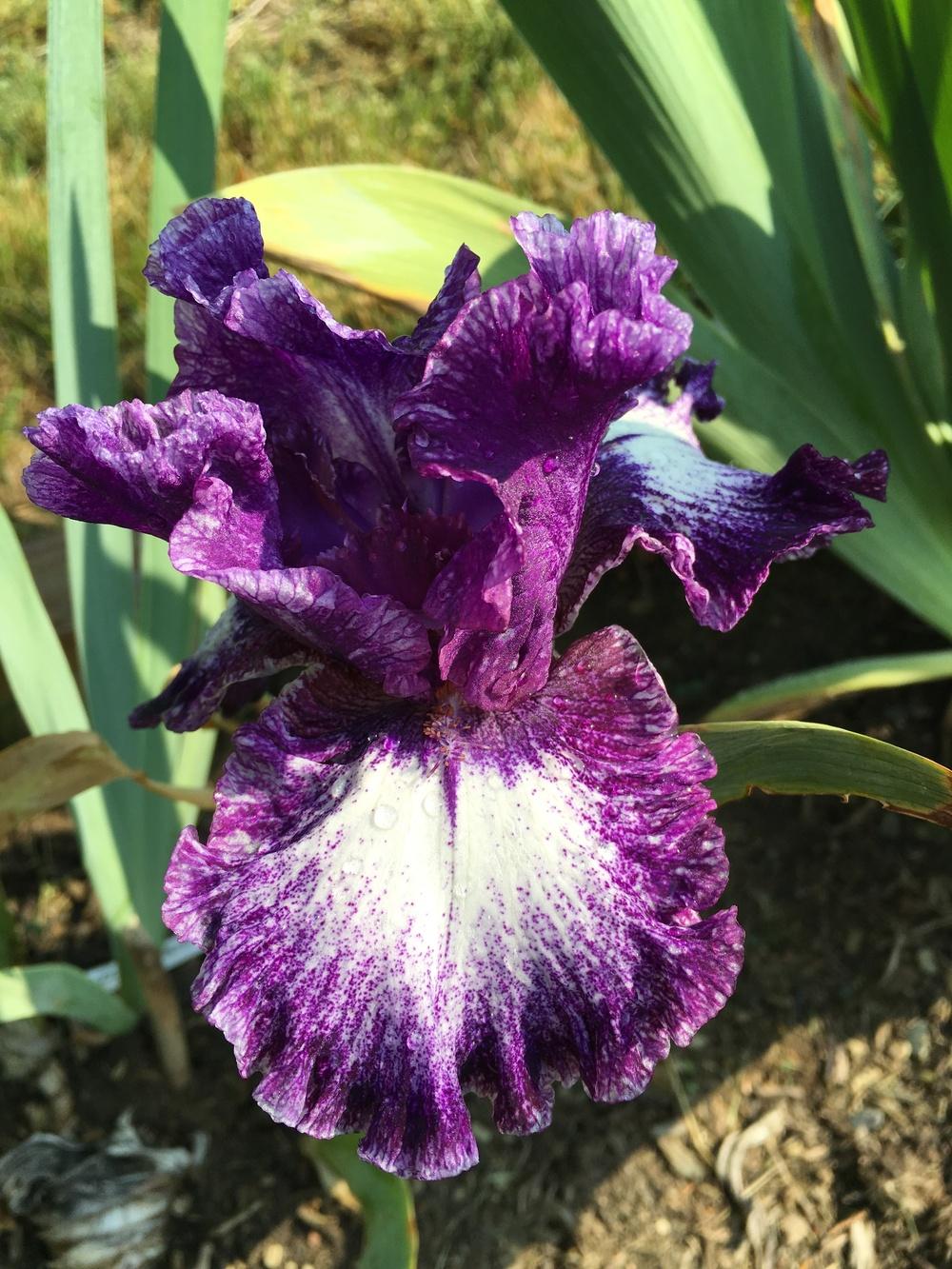 Photo of Tall Bearded Iris (Iris 'Midnight Velvet') uploaded by Misawa77