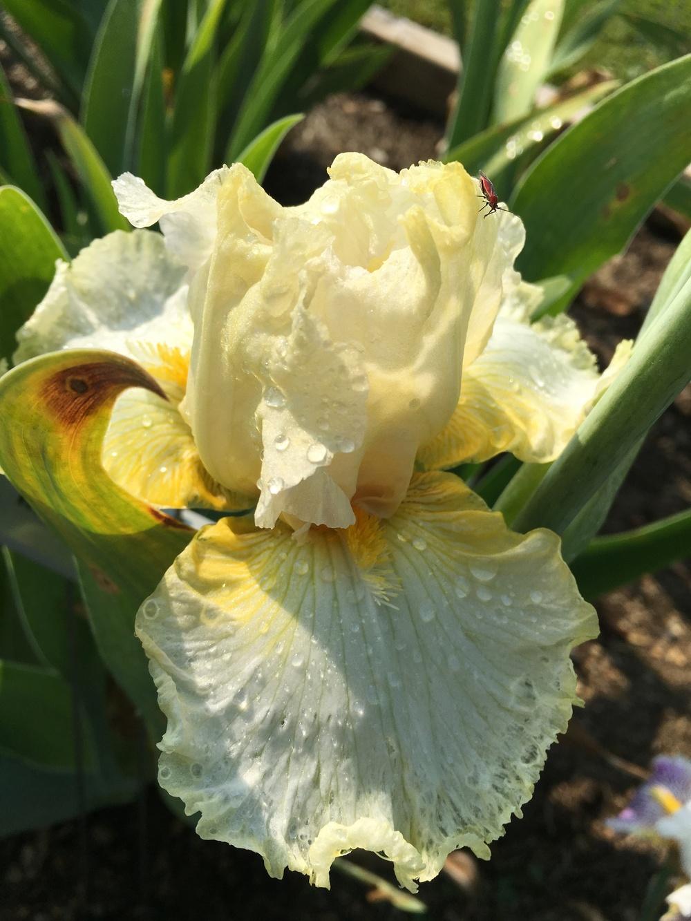 Photo of Tall Bearded Iris (Iris 'Rocky Brook Lady') uploaded by Misawa77
