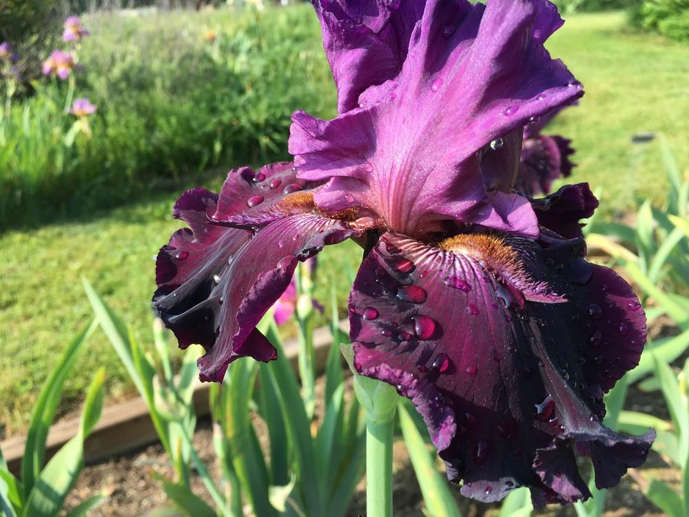 Photo of Tall Bearded Iris (Iris 'Bewitching Hour') uploaded by Misawa77