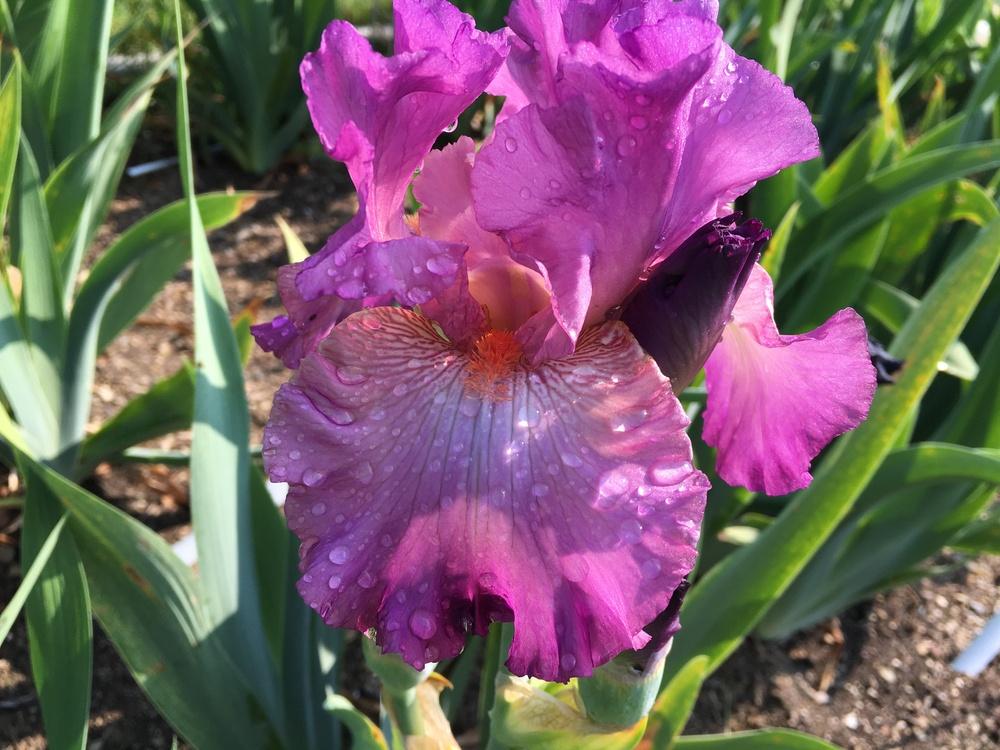 Photo of Tall Bearded Iris (Iris 'Allegheny Rose') uploaded by Misawa77